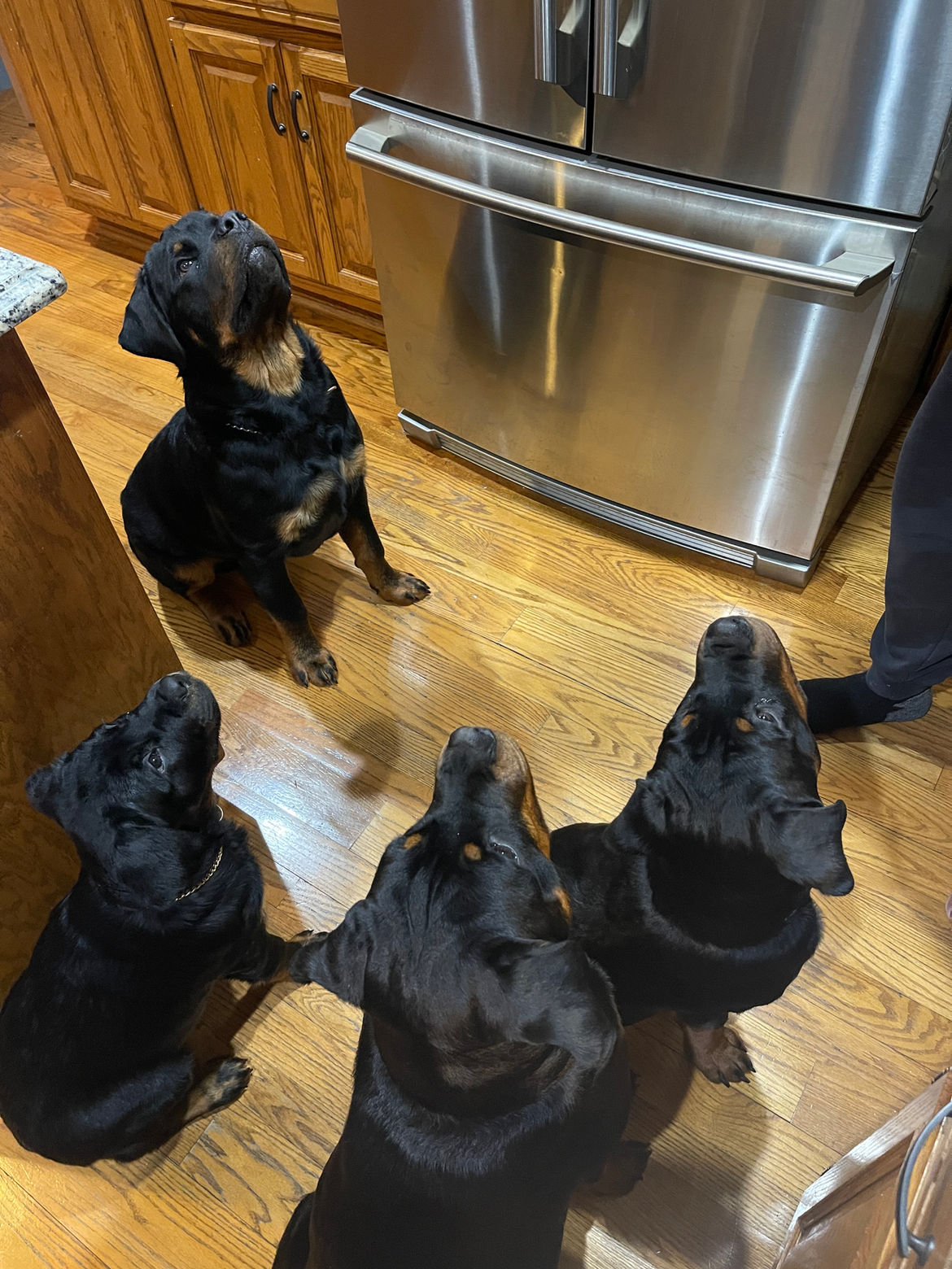 Page Haus Rottweilers family group photo