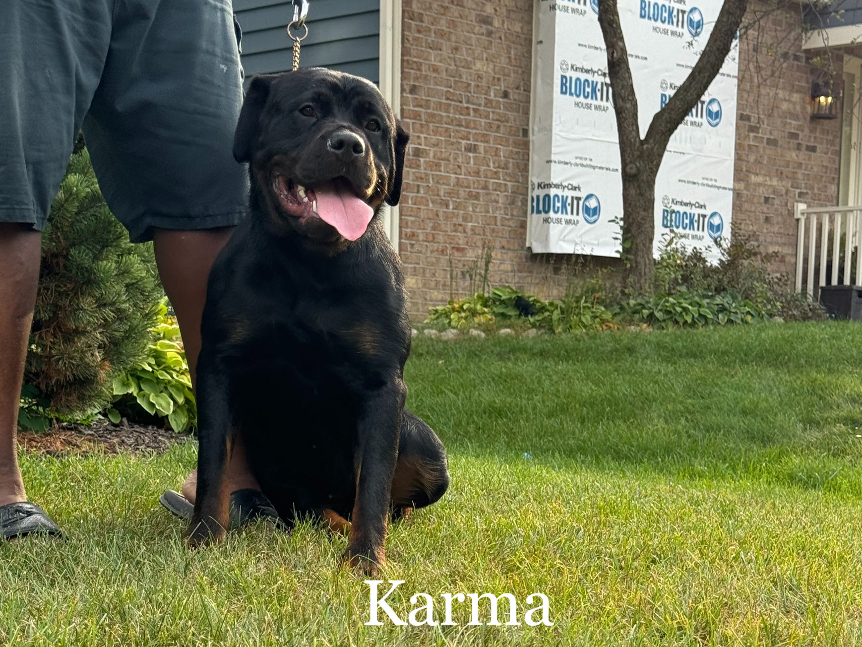 Karma Rottweiler (F)