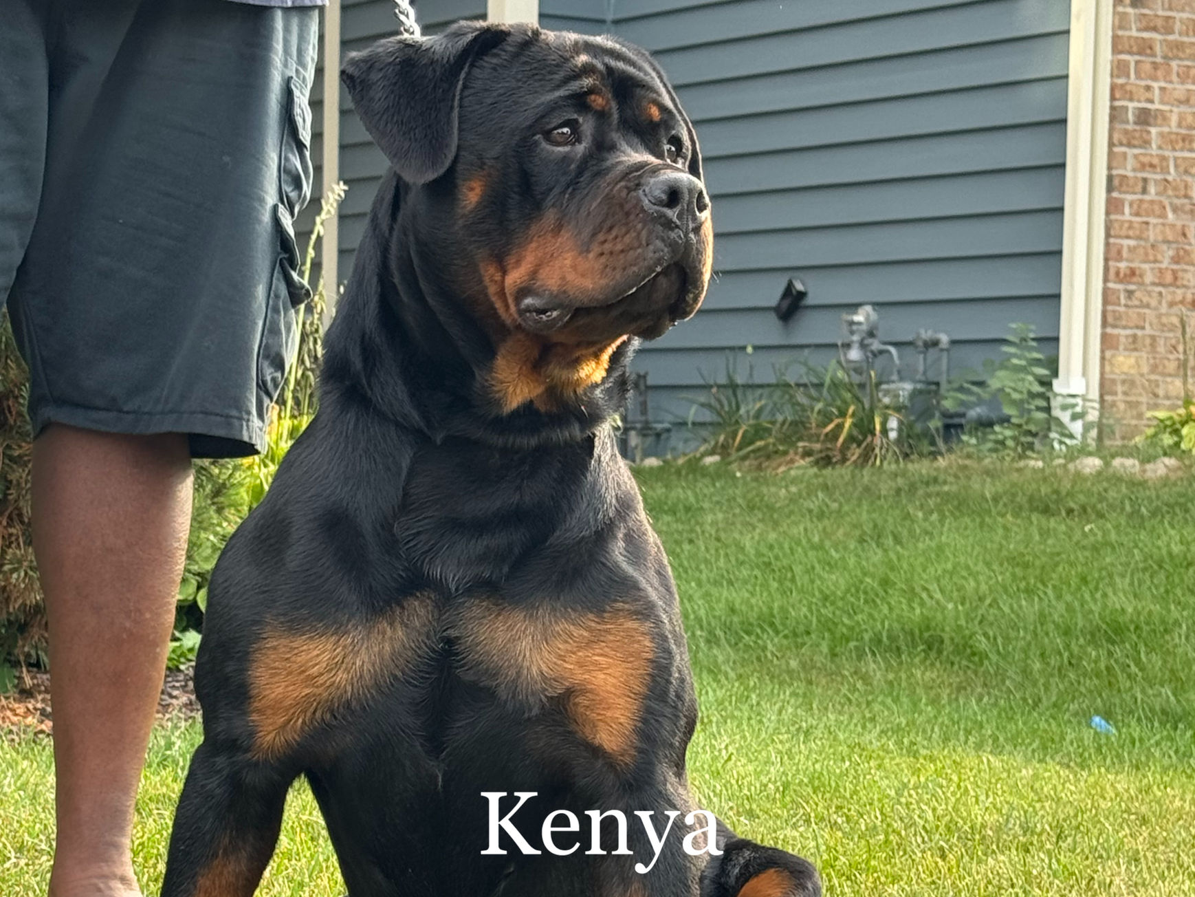 Kenya Rottweiler (F)