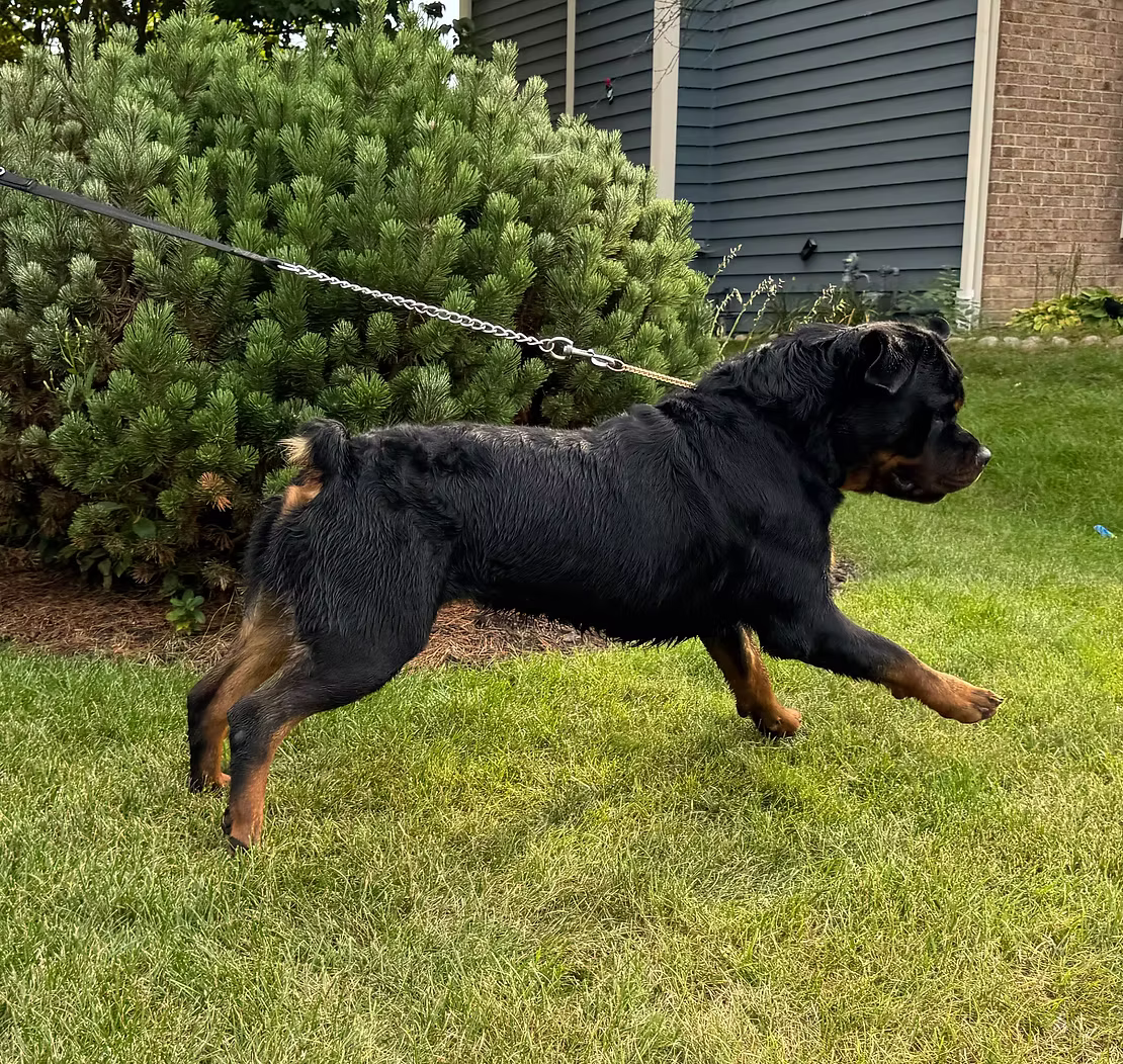 Rottweiler running outdoors in Wisconsin